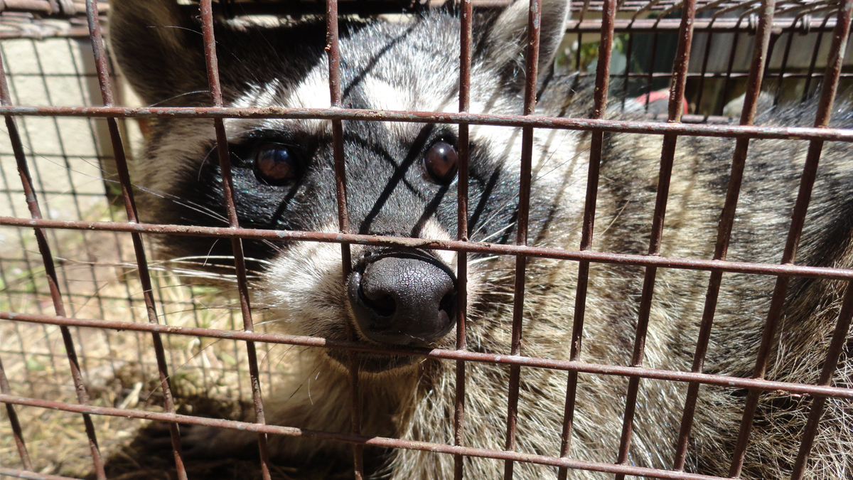 Cage-Trap Release Demonstration