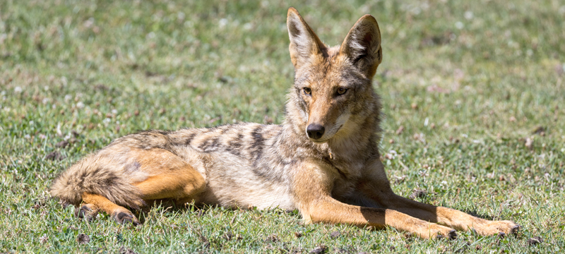 atwater-village-coyote